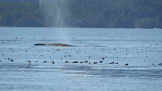 Humpback Whale feeding in a quotBait ballquot [upl. by Karim]