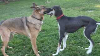 Saluki and German Shepherd at Dog Park [upl. by Shult]