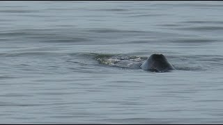 NEW FOR BELGIUM Bowhead Whale  Balaena mysticetus  Groenlandse walvis  Middelkerke  142017 [upl. by Sly]