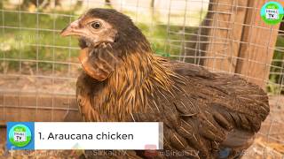 10 அறிய வகை கோழி இனங்கள்  Top 10 Most Strange Chicken Breeds [upl. by Idoux]