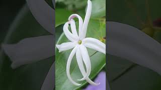 Jasminum Nervosum [upl. by Dal515]