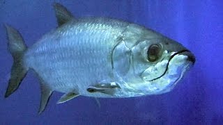 ターポン Tarpon Megalops cyprinoides [upl. by Butler]