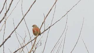 PARDILLO JUNIO 2024  COMMON LINNET JUNE 2024 [upl. by Idnam325]