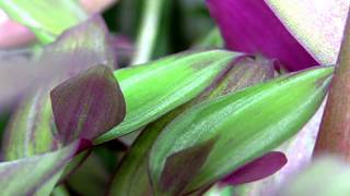 The beautiful Tradescantia zebrina a Spiderwort  also known as Wandering Jew or Inch Plant [upl. by Asirrak]