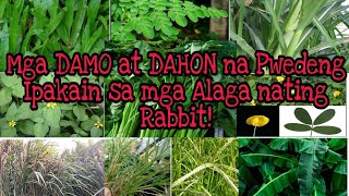 Mga DAHON at DAMO na Pwedeng Ipakain sa mga Rabbit  SAFE foods para sa Rabbit  Kuya Que Channel [upl. by Ahsilra540]