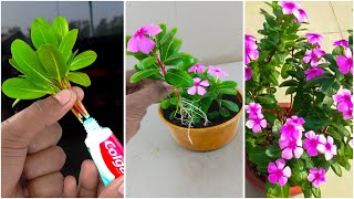 Best amp easy to way grow periwinkle flower plant from cutting at home  Gardening method for home [upl. by Busey]