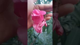 Oleander Plant ☘️ care gardening planting nature flower 🌼 subscribe gardening with Shikha [upl. by Brynne189]