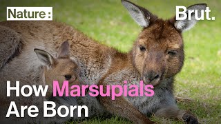 How Marsupials Are Born [upl. by Attlee]