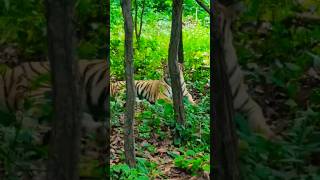 First Time Scene 🐯  funny phonkytribu shorts ytshorts tiger [upl. by Aeniah909]