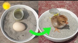 Sunlight incubator real hatching 😱 [upl. by Morry]