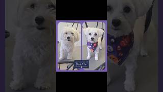 👻 🐾 Nina 🐾 🎃 dog puppy chienmignon grooming bichon toilettage doglover [upl. by Nils]