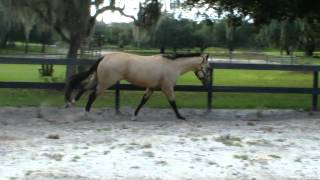 An Eligible Bachelor Buckskin AQHAIBHAABRA Stallion [upl. by Nanji]