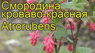 Смородина кровавокрасная Атрорубенс Краткий обзор описание ribes sanguineum Atrorubens [upl. by Daj502]