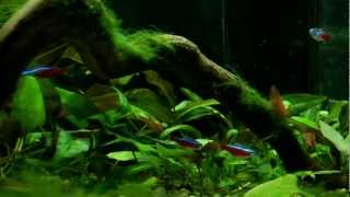 45L aquarium planted tankmp4 [upl. by Leibrag858]