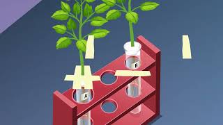 STUDY OF PHOTOTROPISM AND GEOTROPISM IN PLANTS [upl. by Etnohc]