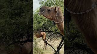 animals travelcamel camel camelcamelcamel wildlife nature 100 5k viralvideo shortvideo [upl. by Bowyer480]