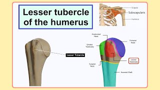 lesser tubercle of the humerus [upl. by Perle]