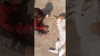 Dog 🐕 Sa boy khata ha princekumarparajapati bhojpuri pawansingh trendingvideo viralvideo [upl. by Tomlinson195]