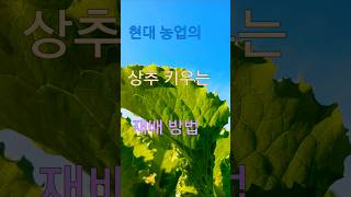 현대 농업의 트렌드 분무 수경재배로 상추재배Trends in modern agriculture How to grow lettuce 스마트팜 수경재배 상추재배 [upl. by Werna]