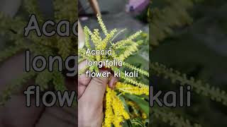 Acacia longifolia flower ki kali youtubeshorts viralvideo trending plzlike subscribe [upl. by Frederica54]