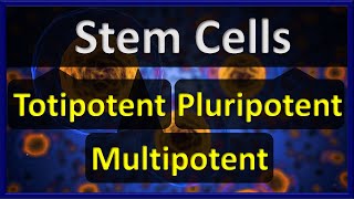 Stem Cells  Totipotent VS Pluripotent VS Multipotent Stem Cells [upl. by Arammahs422]