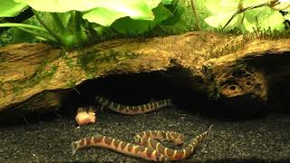 The Ultimate Kuhli Loach 101 Guide Tank Size Breeding and Compatible Tank Mate [upl. by Ttihw]