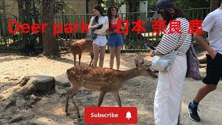 鳴く小鹿を心配そうに見つめる外国人観光客 母 鹿はどれだ nara japan  deer nara park [upl. by Lalla159]