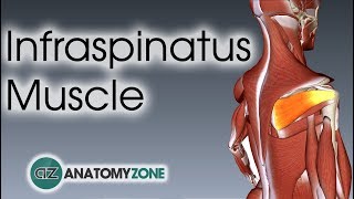 Infraspinatus  Muscle Anatomy [upl. by Enybor]