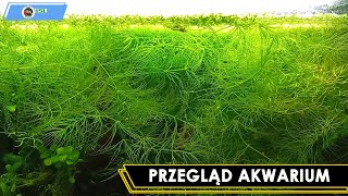 Przegląd Akwarium 15L [upl. by Ornie475]