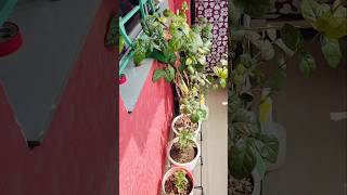 plant winter winterspecial minivlog [upl. by Enajiram192]