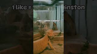 part 2 of feeding Winston  beardeddragon beardies fyp funny memes subscribemychannel [upl. by Gainor440]