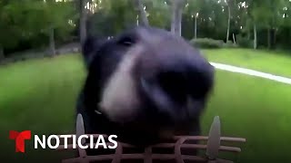 Un oso se roba el comedero de pájaros de una casa en Maine  Noticias Telemundo [upl. by Adrian]