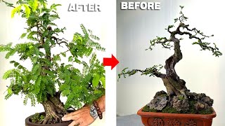 Create an upright bonsai tamarind tree from a branchy tamarind tree [upl. by Leith]