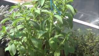 Growing Stevia in Aquaponic Gardens [upl. by Ayotyal488]