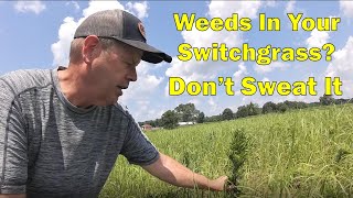 What Weed Killer Is Safe To Spray On Switchgrass  RC Big Rock [upl. by Hisbe515]