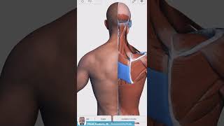 Visual Anatomy 3D  Facts about the Rhomboid Major Muscle [upl. by Auehsoj246]