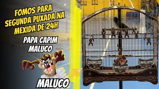 ÚLTIMA PUXADA DO MEU PAPACAPIM MALUCO SERÁ SE DEU CERTO [upl. by Zaslow]