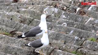 Rentokil Pest Control UK Gull Control Solutions [upl. by Jabin]