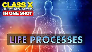 Life Processes Class 10 full Chapter  Class 10 Science Chapter 6  CBSE  NCERT by Kumar Amit [upl. by Lali]