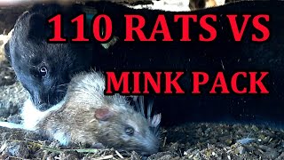 INFESTATION of Rats vs Mob of Mink and Dogs [upl. by Evy]