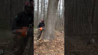 Dropping Red Oak Pole With Husqvarna 592 ￼XP treelife lumberjacks arborist arbortech husqvarna [upl. by Florina2]