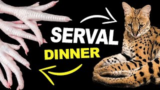 Watch this Serval Cat Eating Chicken Fingers [upl. by Dzoba332]