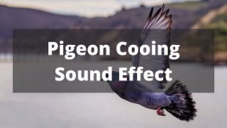 Bird Sounds  Pigeon Cooing Sound Effect [upl. by Ahsina375]