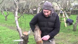 Pruning Old Fruit Trees  Reinvigorating Old Trees [upl. by Mei751]