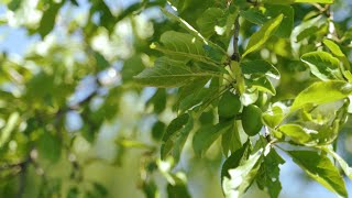 Pruimenboom snoeien en dunnen  Tuinieren met Hendrik Jan de Tuinman [upl. by Ena]