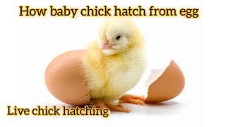 Chick hatching  How chick hatched from egg  Newly hatched chick  shorts [upl. by Gudrun]