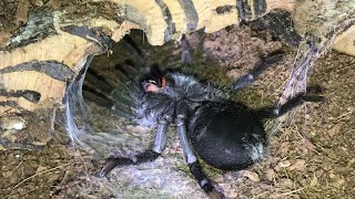 Time Lapse Molt Grammostola Pulchra  Brazilian Black Tarantula [upl. by Anileuqcaj]