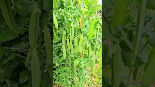 pea cultivation green pea cultivation how to grow peas [upl. by Troth501]