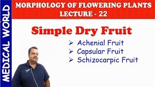 DRY FRUITS  MORPHOLOGY OF FLOWERING PLANTS  LECTURE 22 [upl. by Ttenna873]