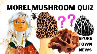 Morel Mushroom Trivia  Safety and Mycology [upl. by Einnaj]